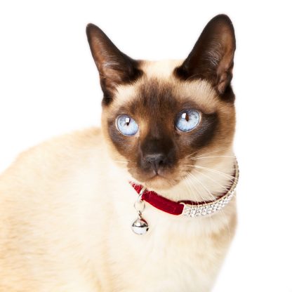 Exclusive Jewellery Cat Collar By Felia™ Set With Crystals From Swarovski® - Image 10